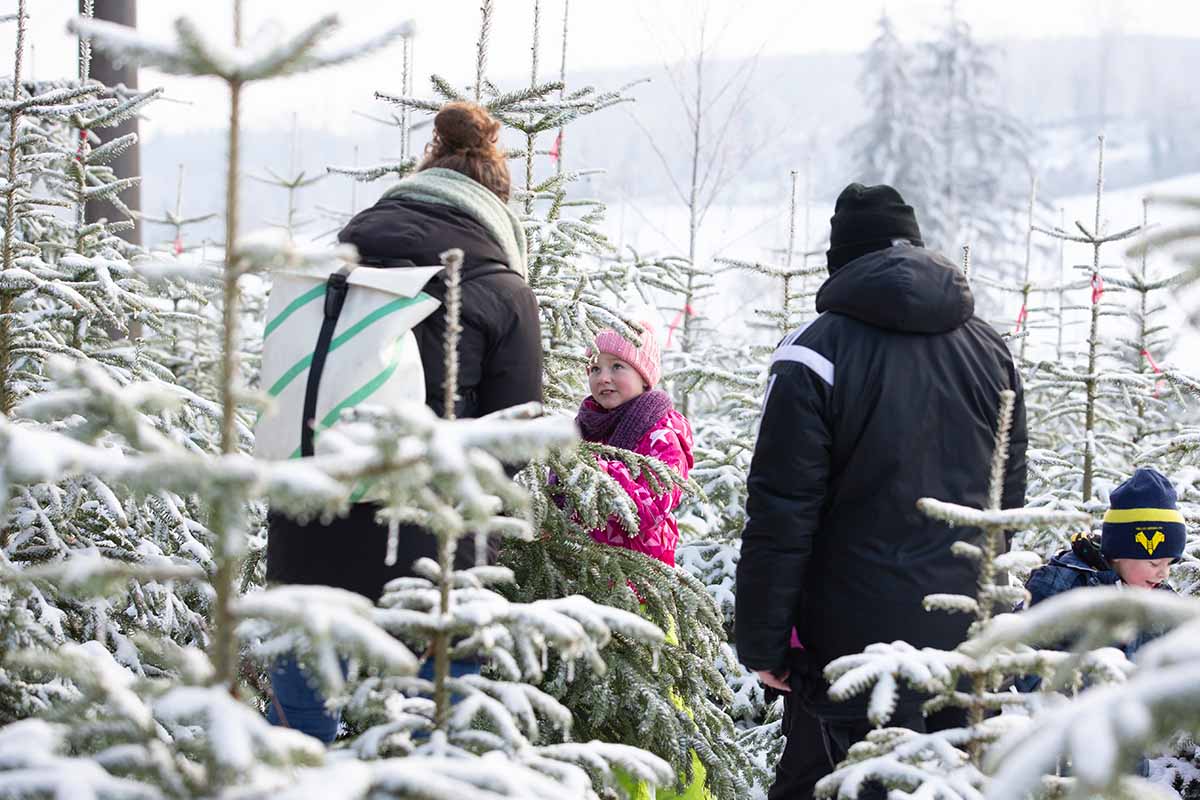 Weihnachten im Forstrevier Schauenburg